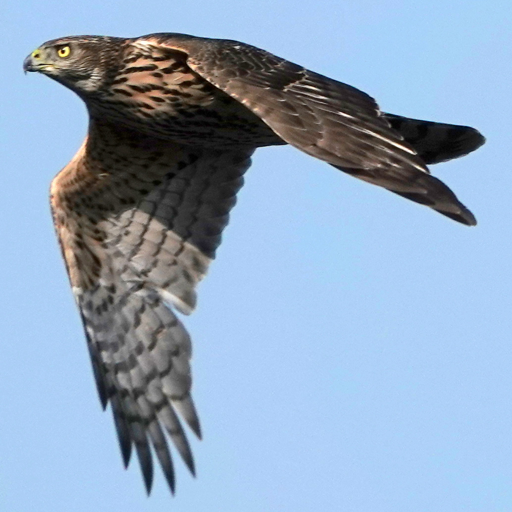 Ястреб-тетеревятник (Accipiter gentilis) Фото №6