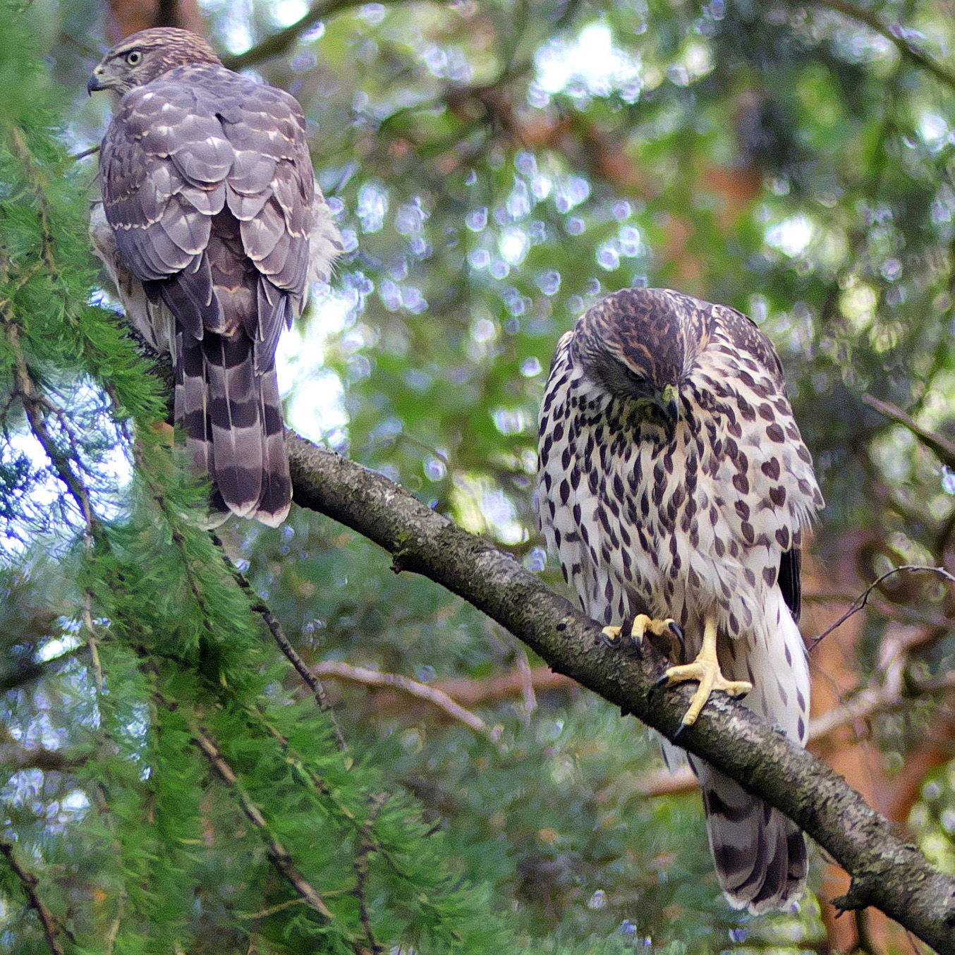 Ястреб-тетеревятник (Accipiter gentilis) Фото №7