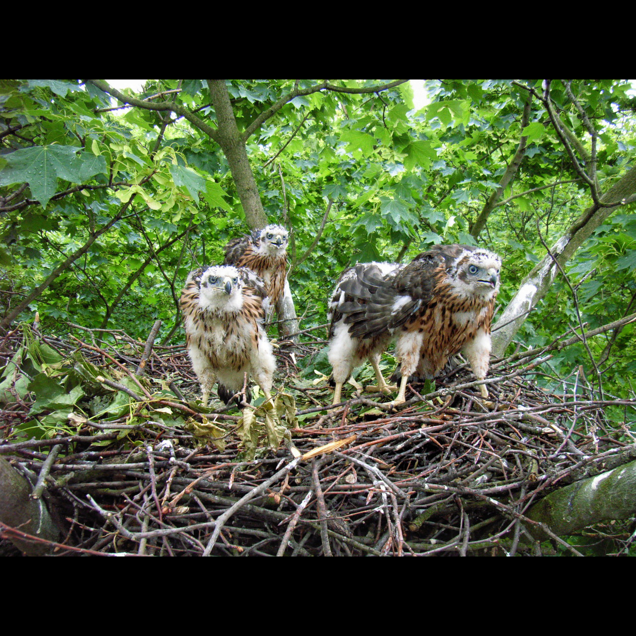 Ястреб-тетеревятник (Accipiter gentilis) Фото №8