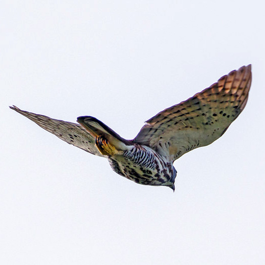 Сулавесский хохлатый ястреб (Accipiter griseiceps) Фото №10