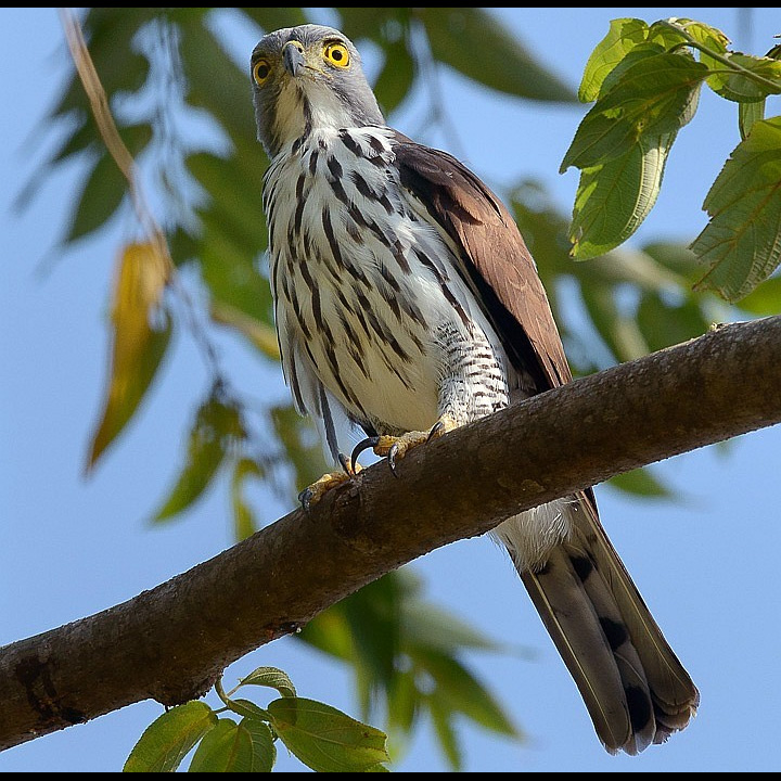 Сулавесский хохлатый ястреб (Accipiter griseiceps) Фото №2