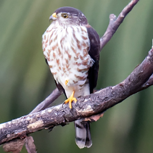 Сулавесский хохлатый ястреб (Accipiter griseiceps) Фото №3