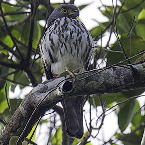 Сулавесский хохлатый ястреб (Accipiter griseiceps) Фото №4