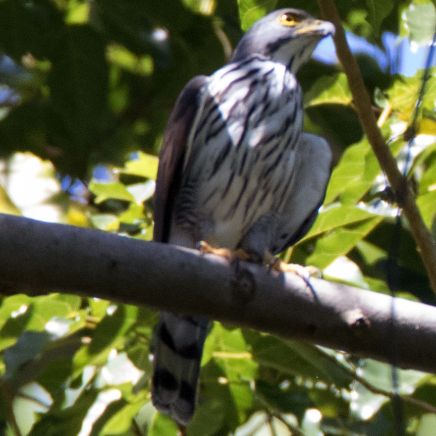 Сулавесский хохлатый ястреб (Accipiter griseiceps) Фото №5