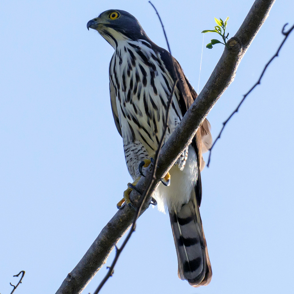 Сулавесский хохлатый ястреб (Accipiter griseiceps) Фото №6