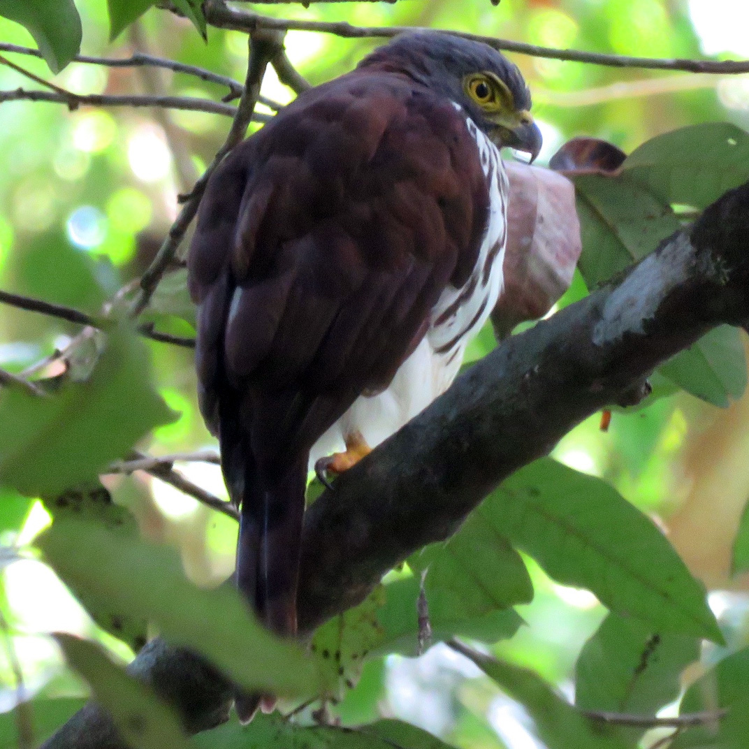 Сулавесский хохлатый ястреб (Accipiter griseiceps) Фото №7