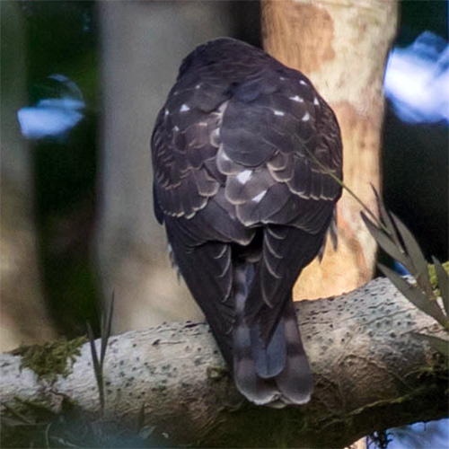 Сулавесский хохлатый ястреб (Accipiter griseiceps) Фото №8