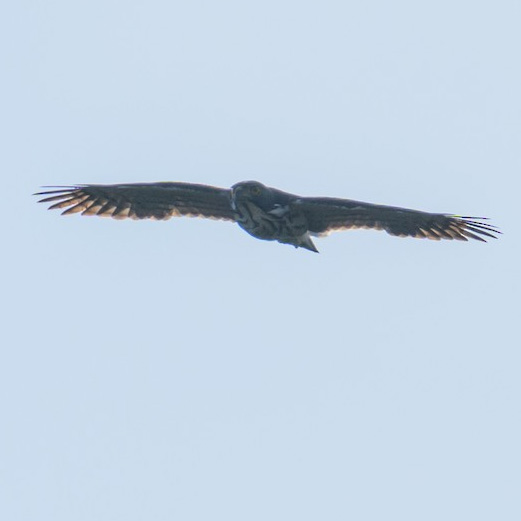 Сулавесский хохлатый ястреб (Accipiter griseiceps) Фото №9