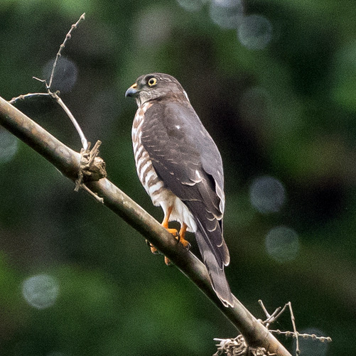 Японский перепелятник (Accipiter gularis) Фото №5