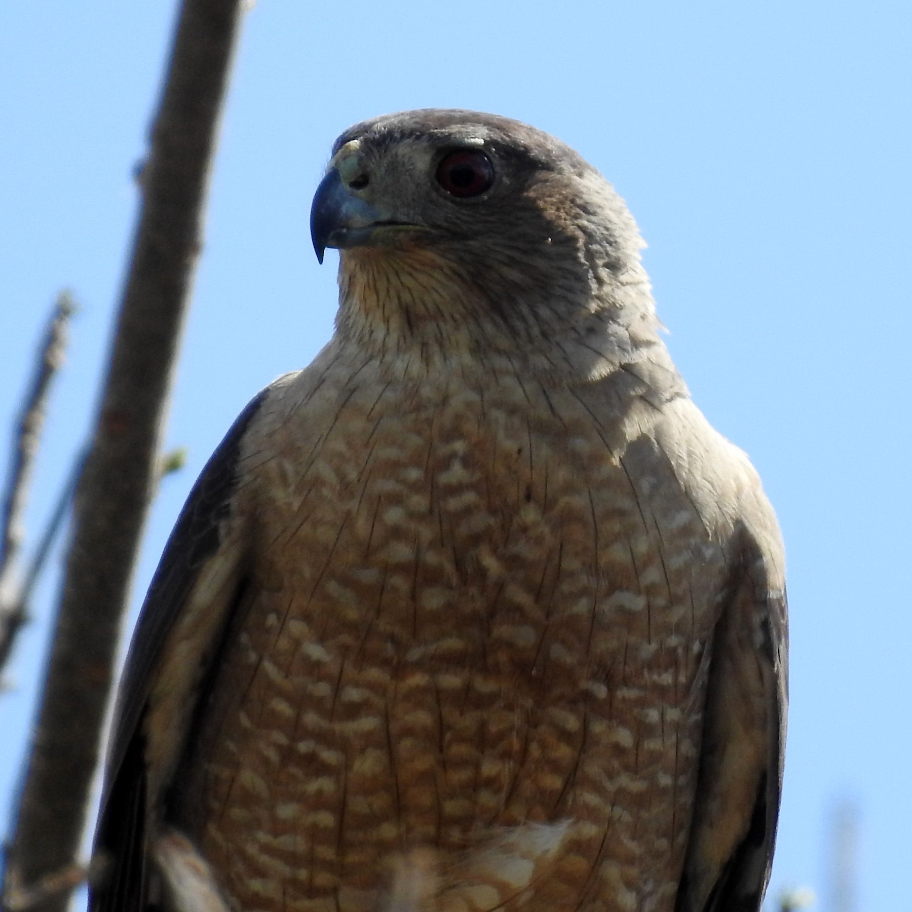 Кубинский ястреб (Accipiter gundlachi) Фото №10