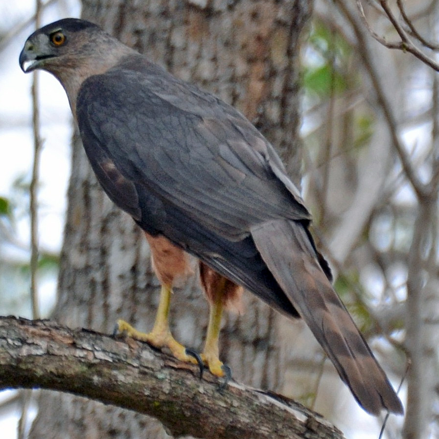 Кубинский ястреб (Accipiter gundlachi) Фото №2
