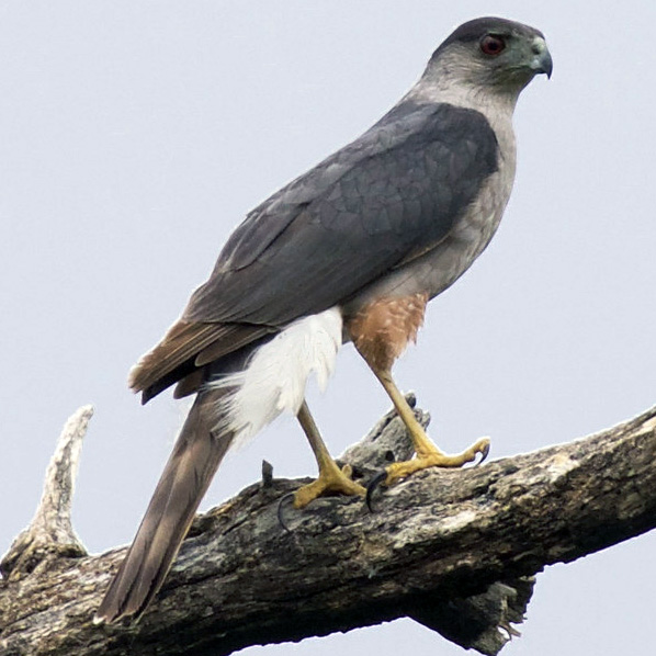 Кубинский ястреб (Accipiter gundlachi) Фото №3