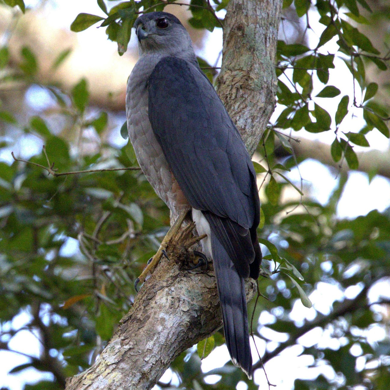 Кубинский ястреб (Accipiter gundlachi) Фото №4