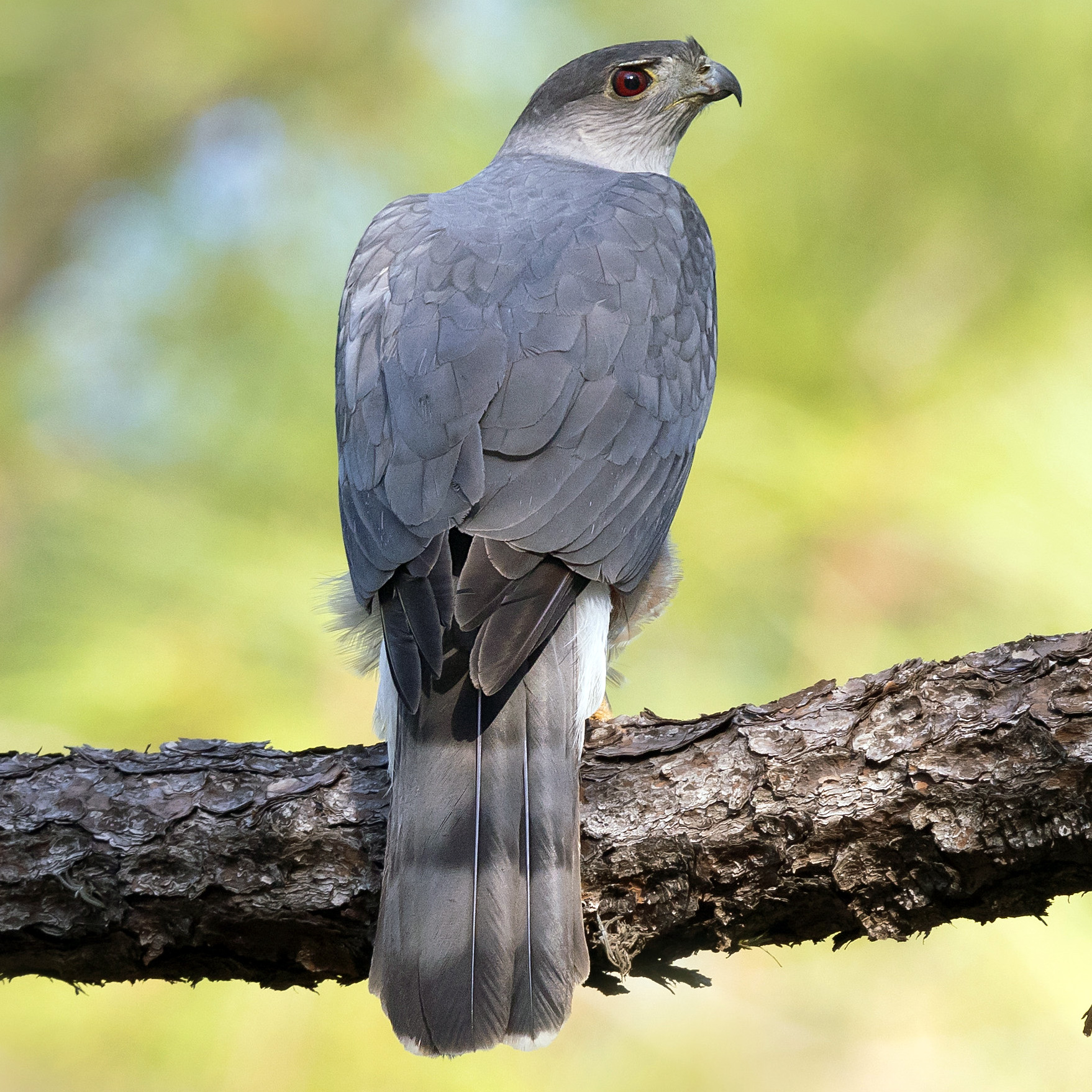 Кубинский ястреб (Accipiter gundlachi) Фото №5