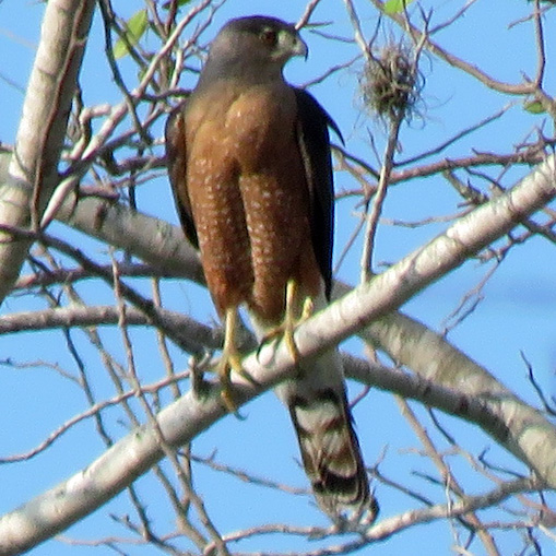 Кубинский ястреб (Accipiter gundlachi) Фото №6