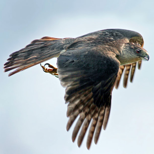 Кубинский ястреб (Accipiter gundlachi) Фото №7