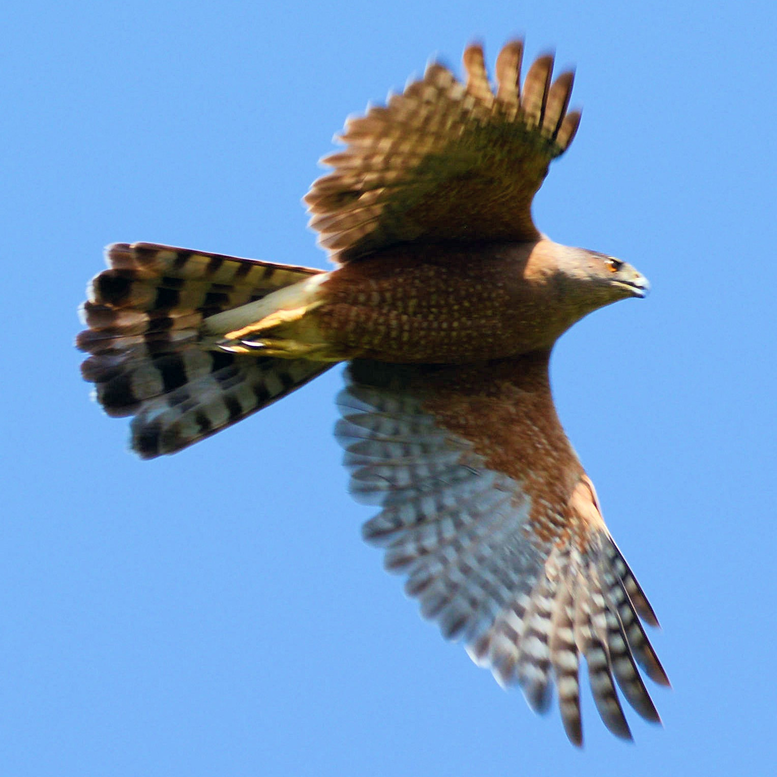 Кубинский ястреб (Accipiter gundlachi) Фото №8
