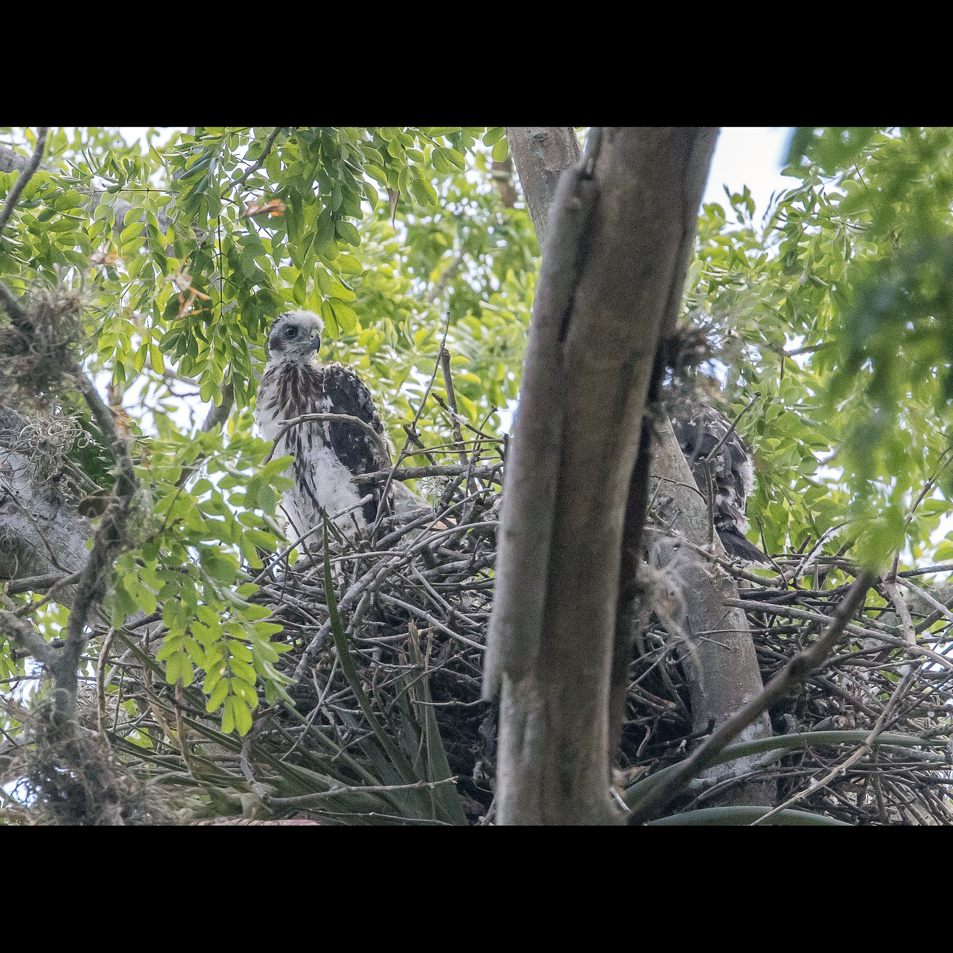 Кубинский ястреб (Accipiter gundlachi) Фото №9