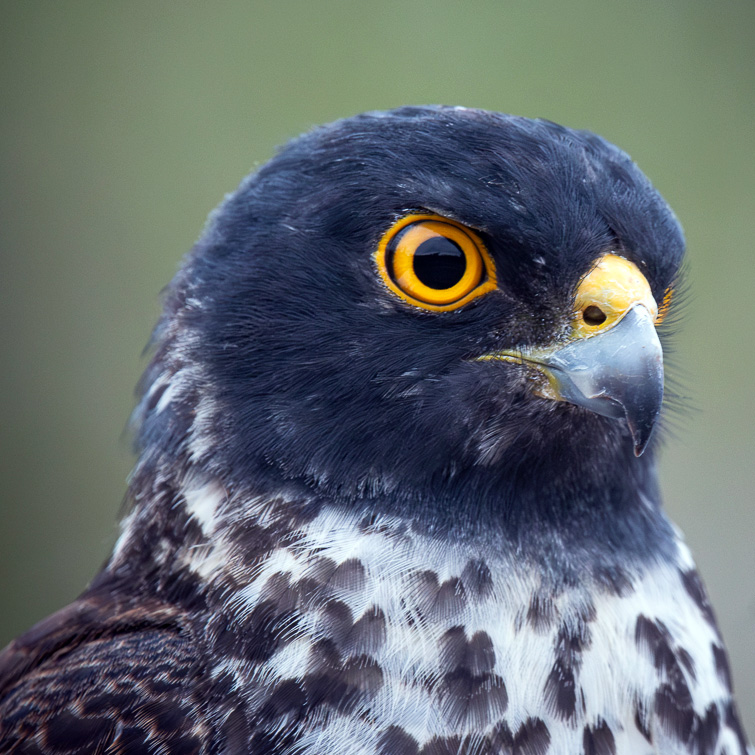 Белобрюхий ястреб (Accipiter haplochrous) Фото №10