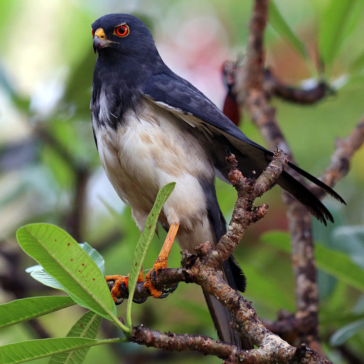 Белобрюхий ястреб (Accipiter haplochrous) Фото №2