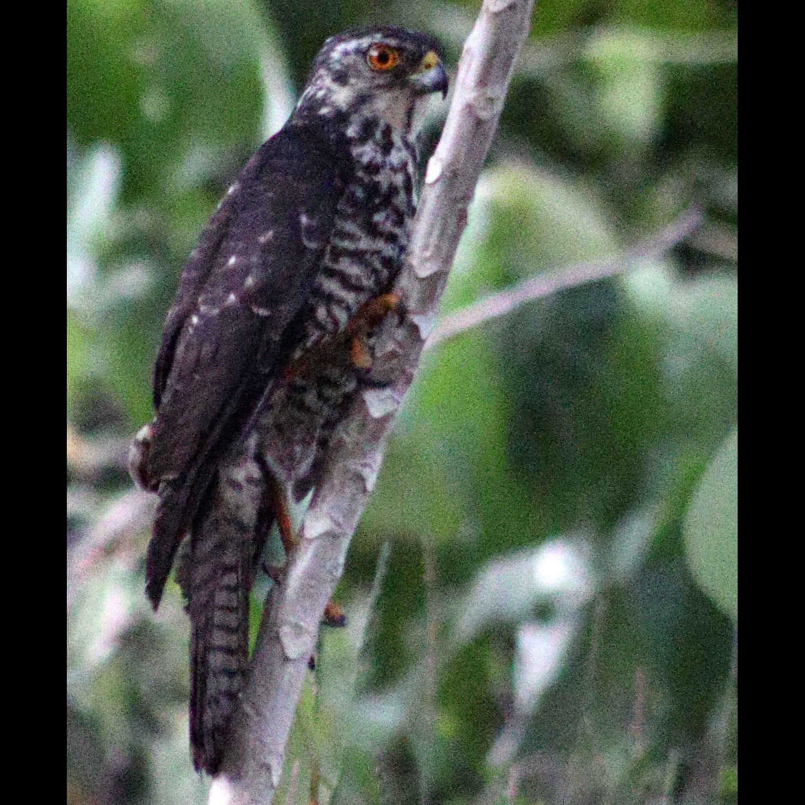 Белобрюхий ястреб (Accipiter haplochrous) Фото №3