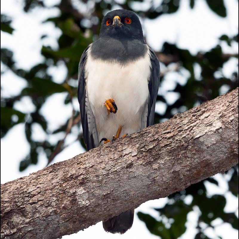Белобрюхий ястреб (Accipiter haplochrous) Фото №4