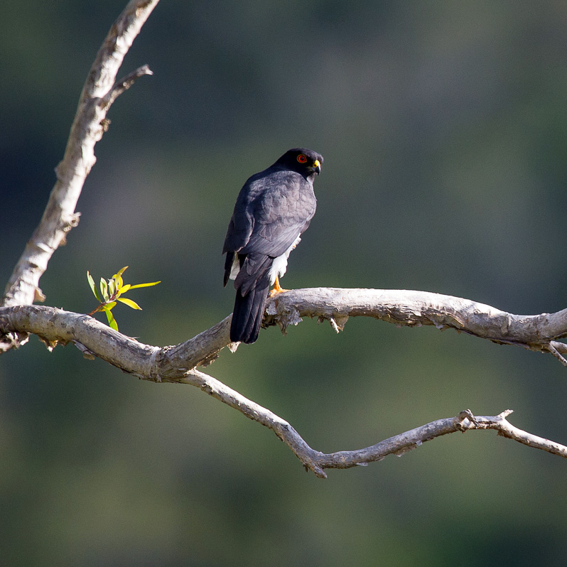 Белобрюхий ястреб (Accipiter haplochrous) Фото №5