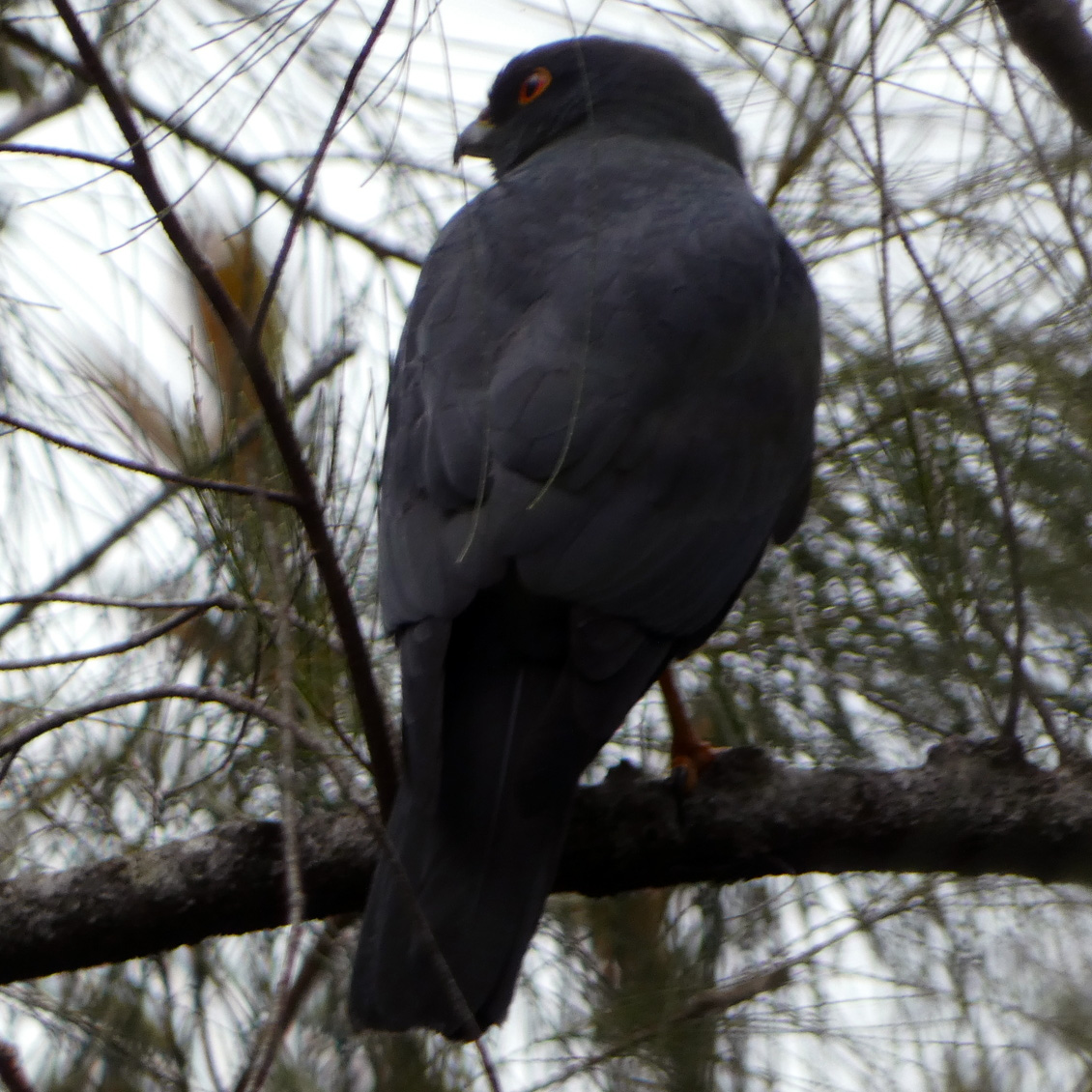 Белобрюхий ястреб (Accipiter haplochrous) Фото №6