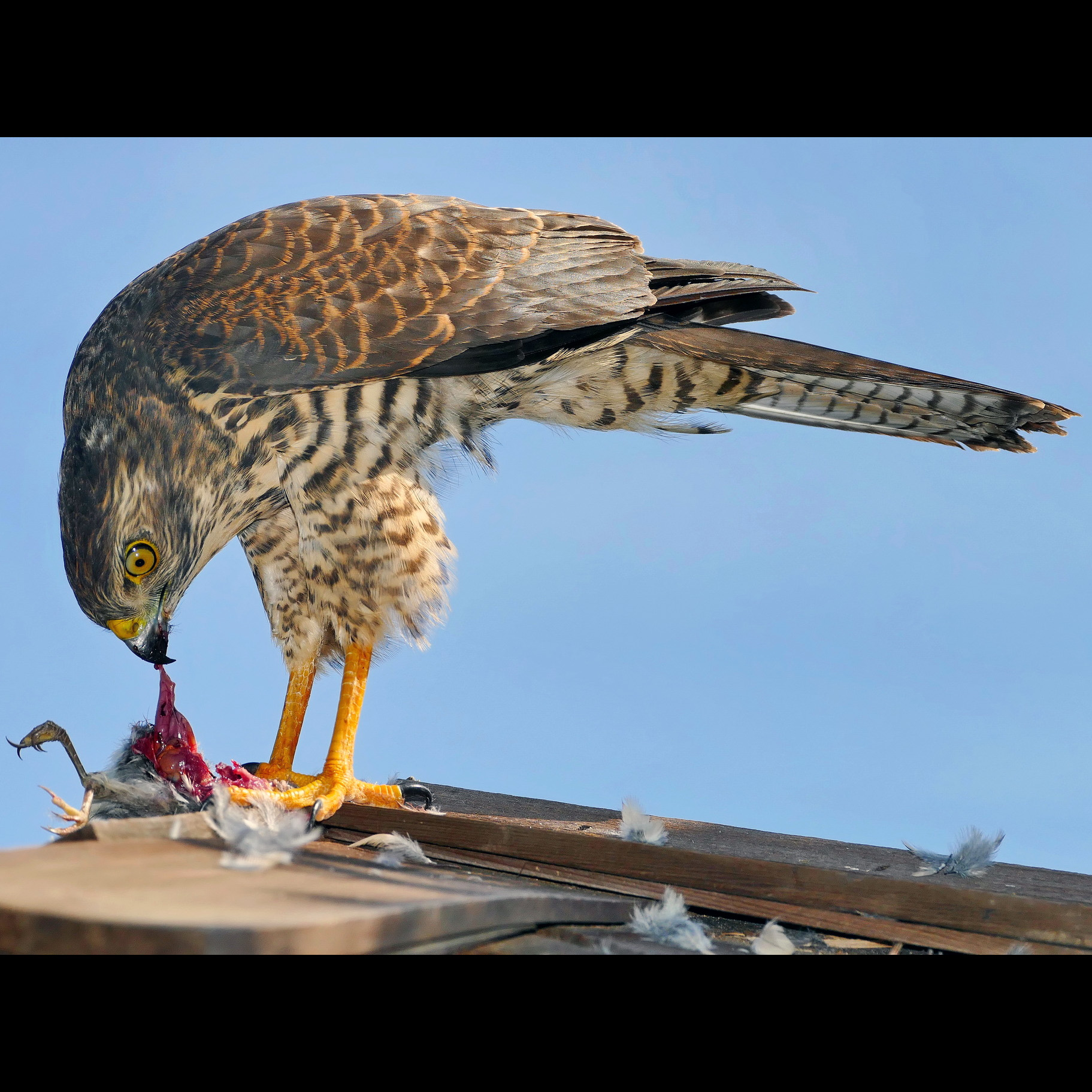 Белобрюхий ястреб (Accipiter haplochrous) Фото №7