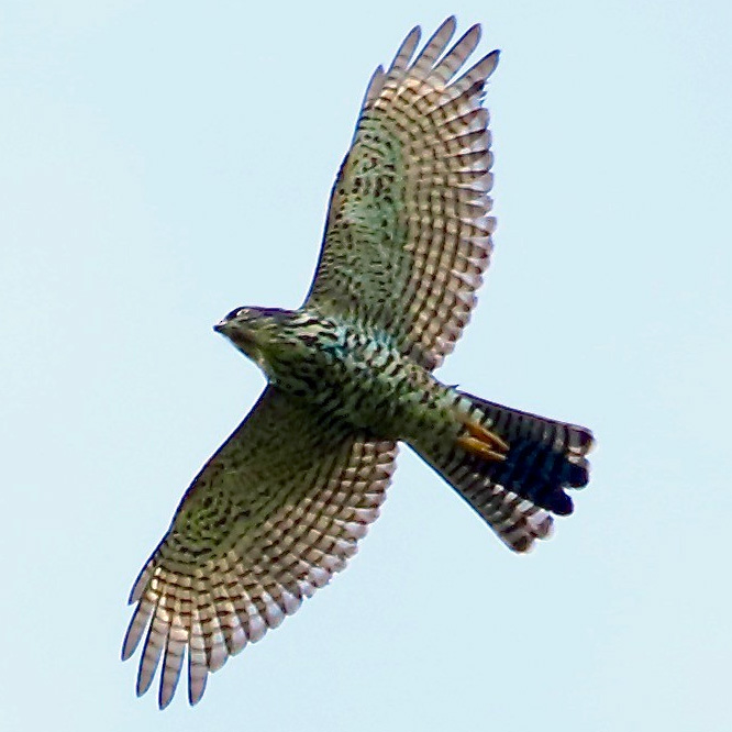 Белобрюхий ястреб (Accipiter haplochrous) Фото №8