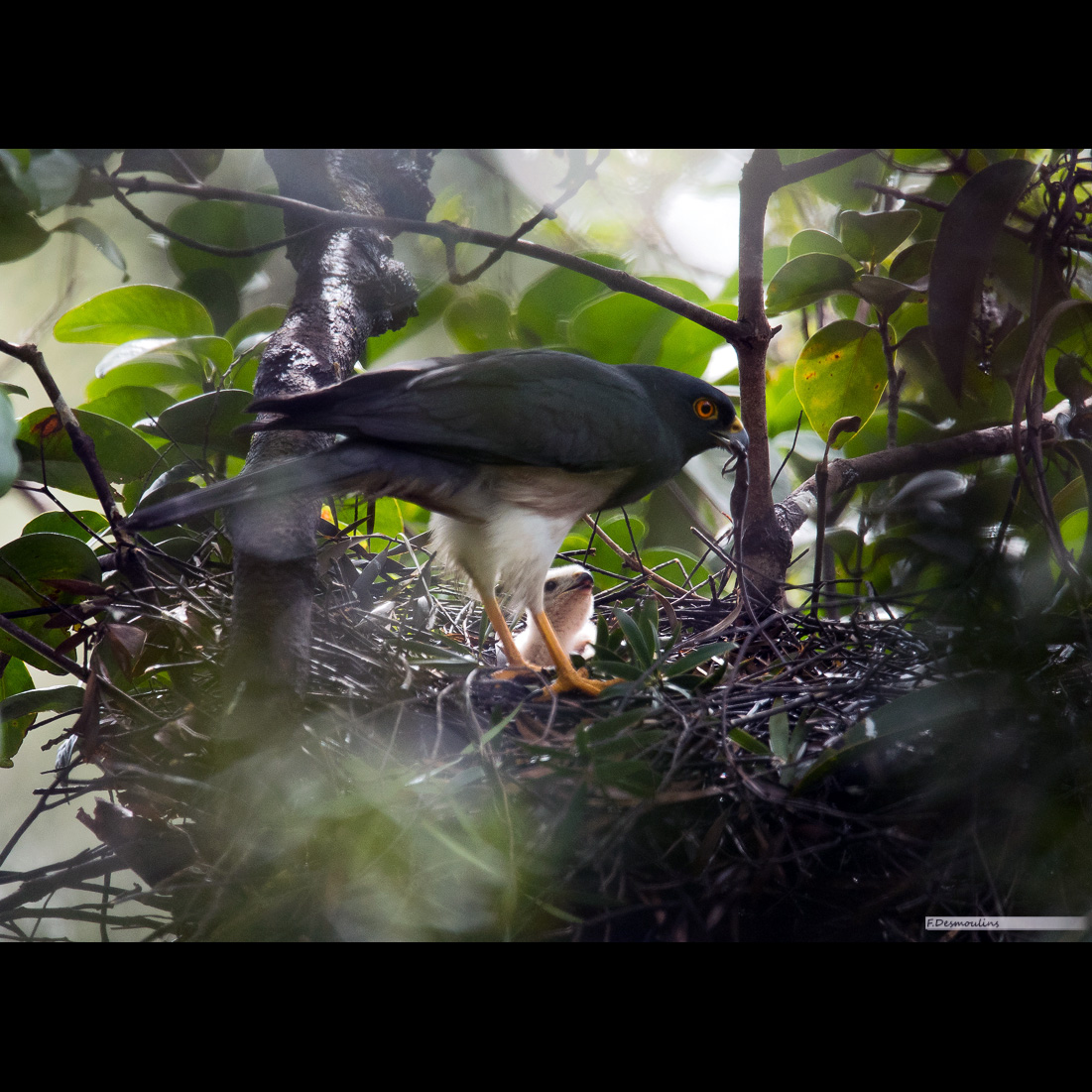 Белобрюхий ястреб (Accipiter haplochrous) Фото №9