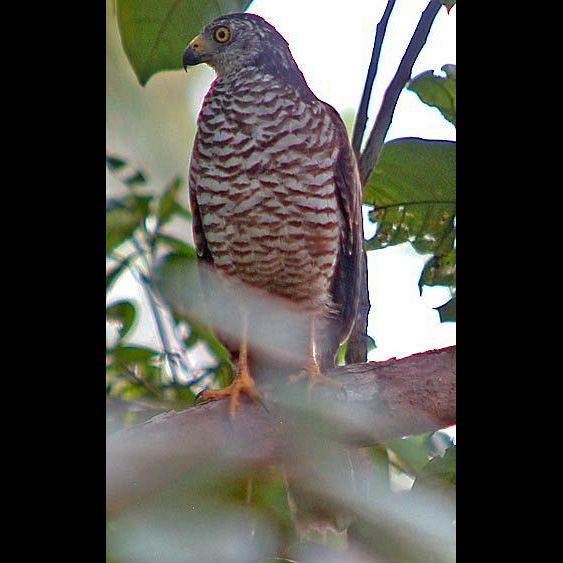 Молуккский ястреб (Accipiter henicogrammus) Фото №10