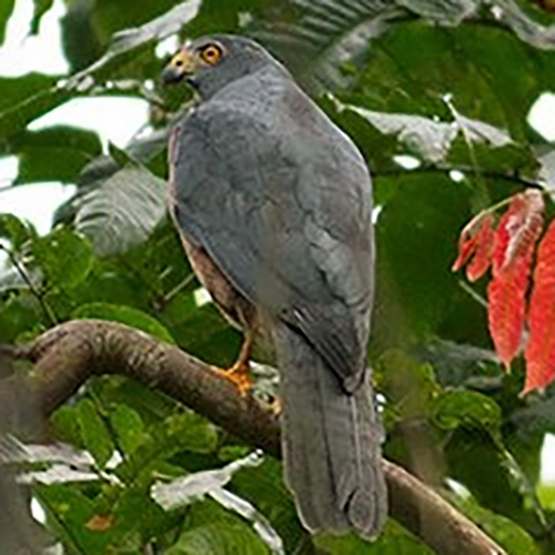 Молуккский ястреб (Accipiter henicogrammus) Фото №2