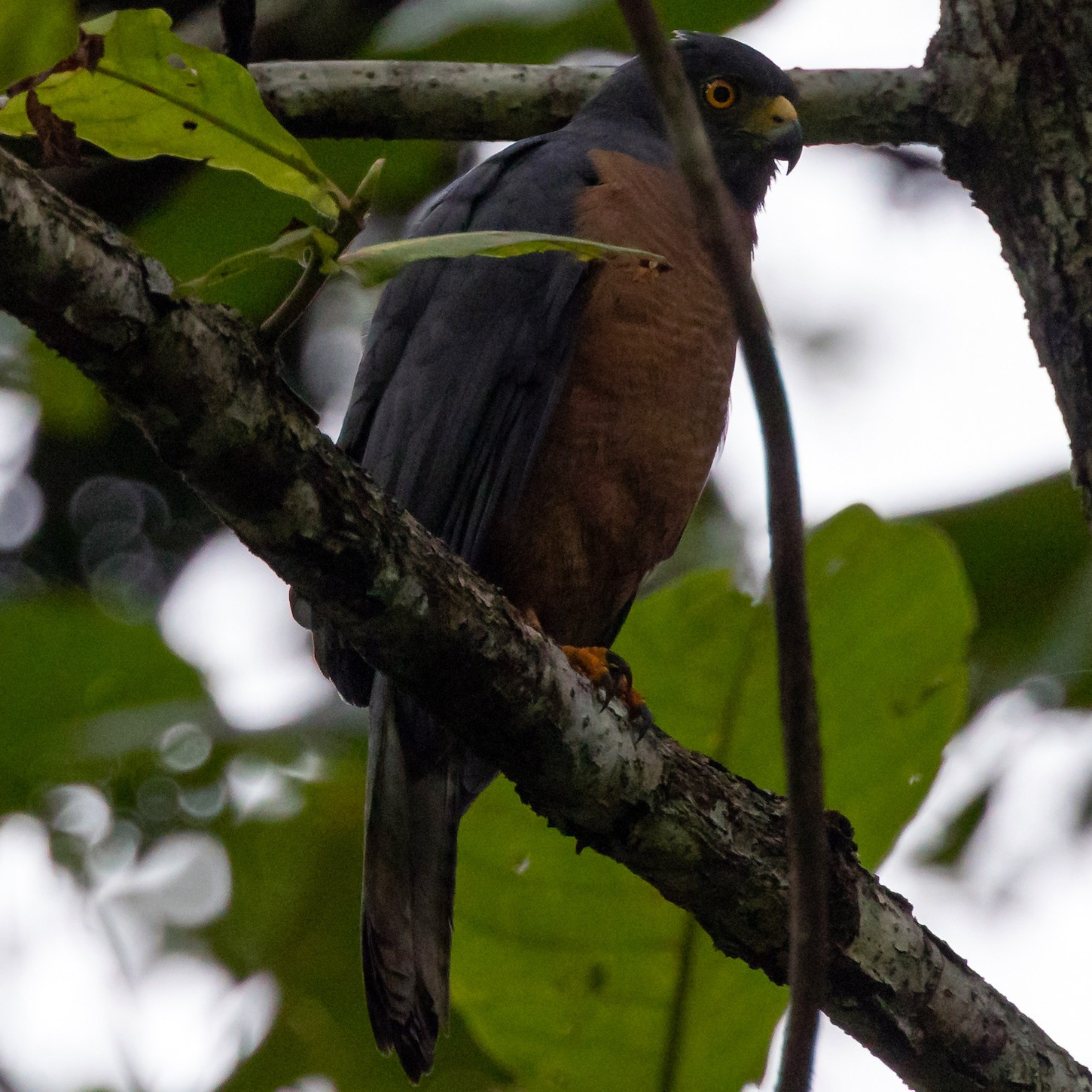 Молуккский ястреб (Accipiter henicogrammus) Фото №3