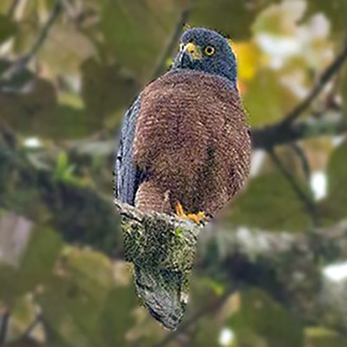 Молуккский ястреб (Accipiter henicogrammus) Фото №4