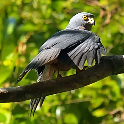 Молуккский ястреб (Accipiter henicogrammus) Фото №5