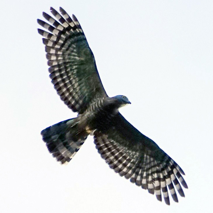 Молуккский ястреб (Accipiter henicogrammus) Фото №7