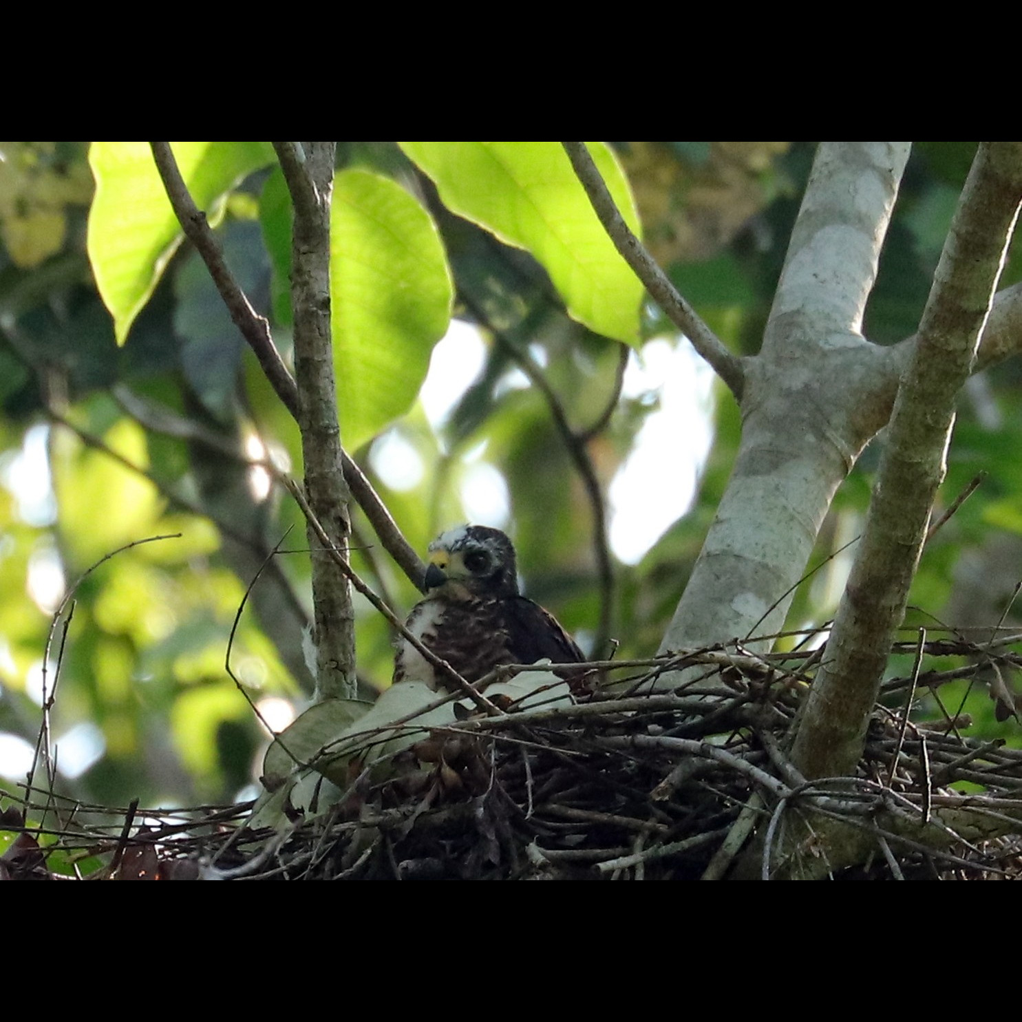 Молуккский ястреб (Accipiter henicogrammus) Фото №9