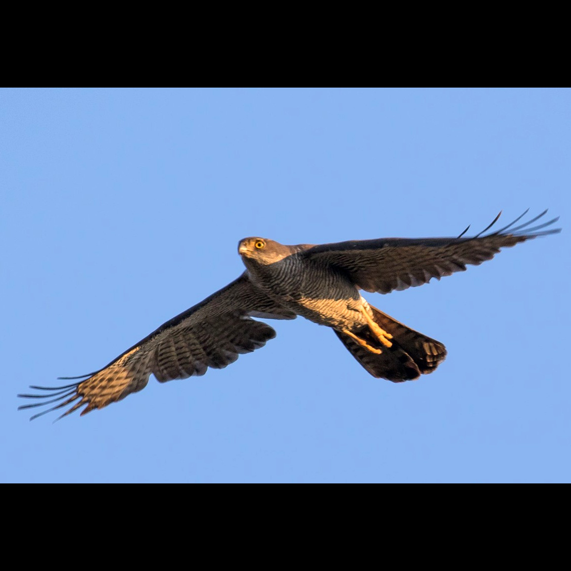 Мадагаскарский тетеревятник (Accipiter henstii) Фото №10