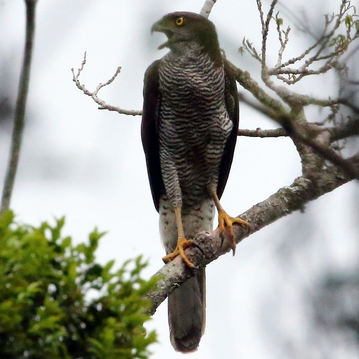 Мадагаскарский тетеревятник (Accipiter henstii) Фото №2