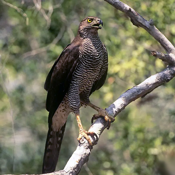 Мадагаскарский тетеревятник (Accipiter henstii) Фото №3