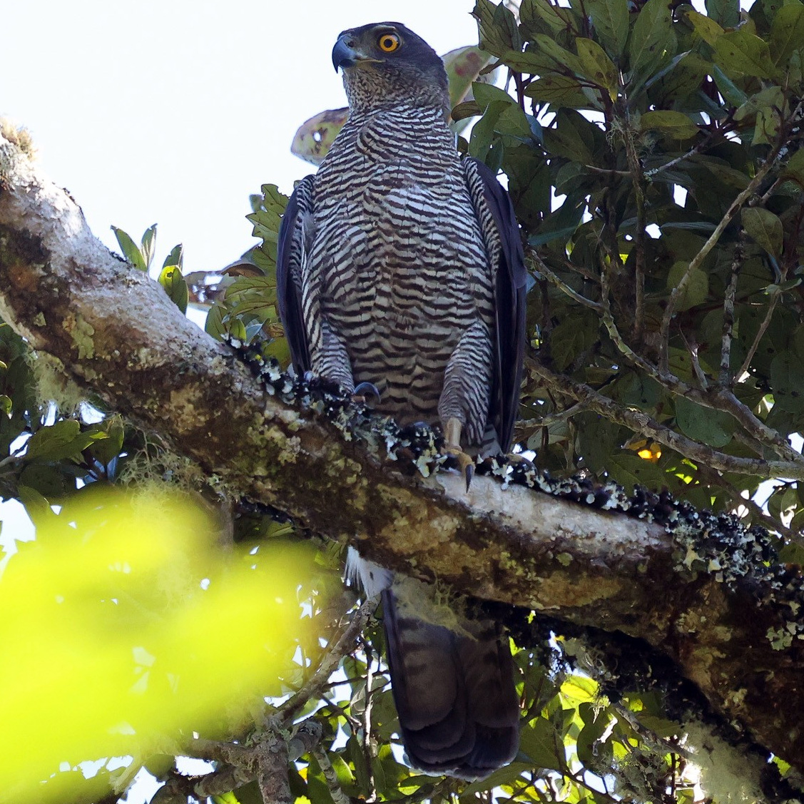 Мадагаскарский тетеревятник (Accipiter henstii) Фото №4