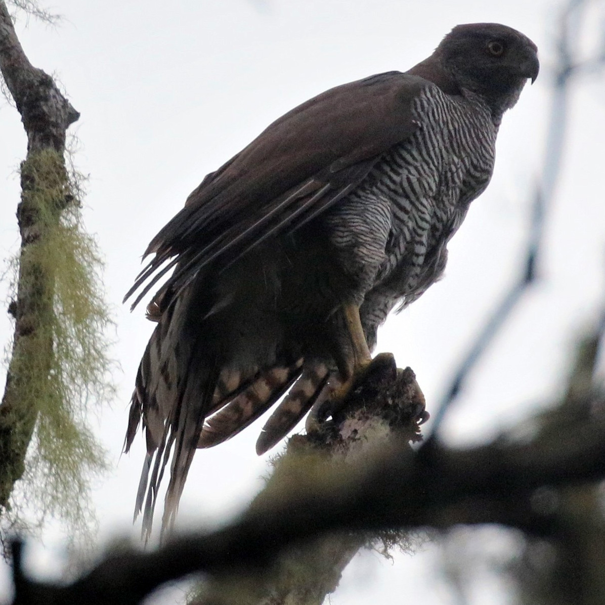 Мадагаскарский тетеревятник (Accipiter henstii) Фото №5