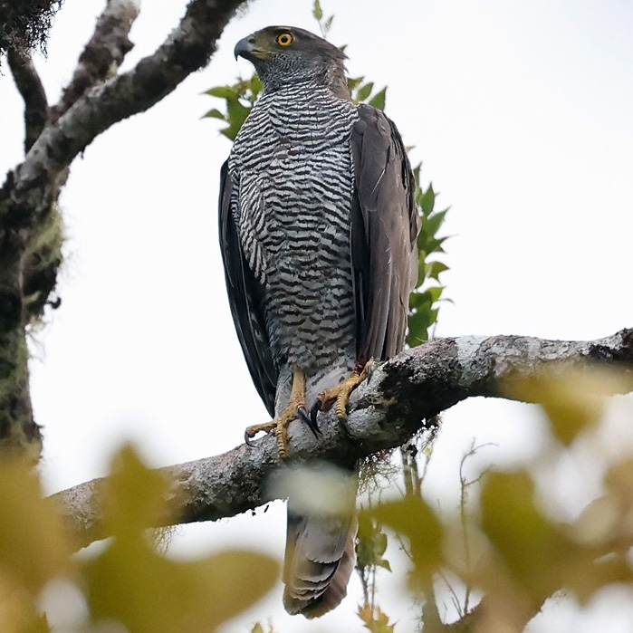 Мадагаскарский тетеревятник (Accipiter henstii) Фото №6
