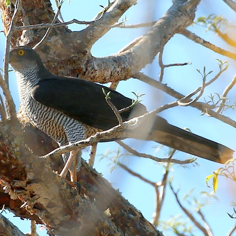 Мадагаскарский тетеревятник (Accipiter henstii) Фото №7