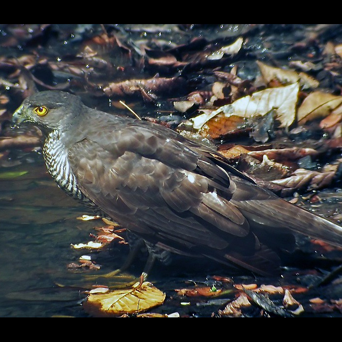 Мадагаскарский тетеревятник (Accipiter henstii) Фото №8
