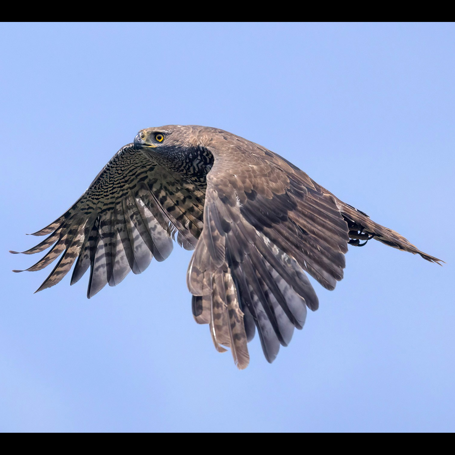 Мадагаскарский тетеревятник (Accipiter henstii) Фото №9
