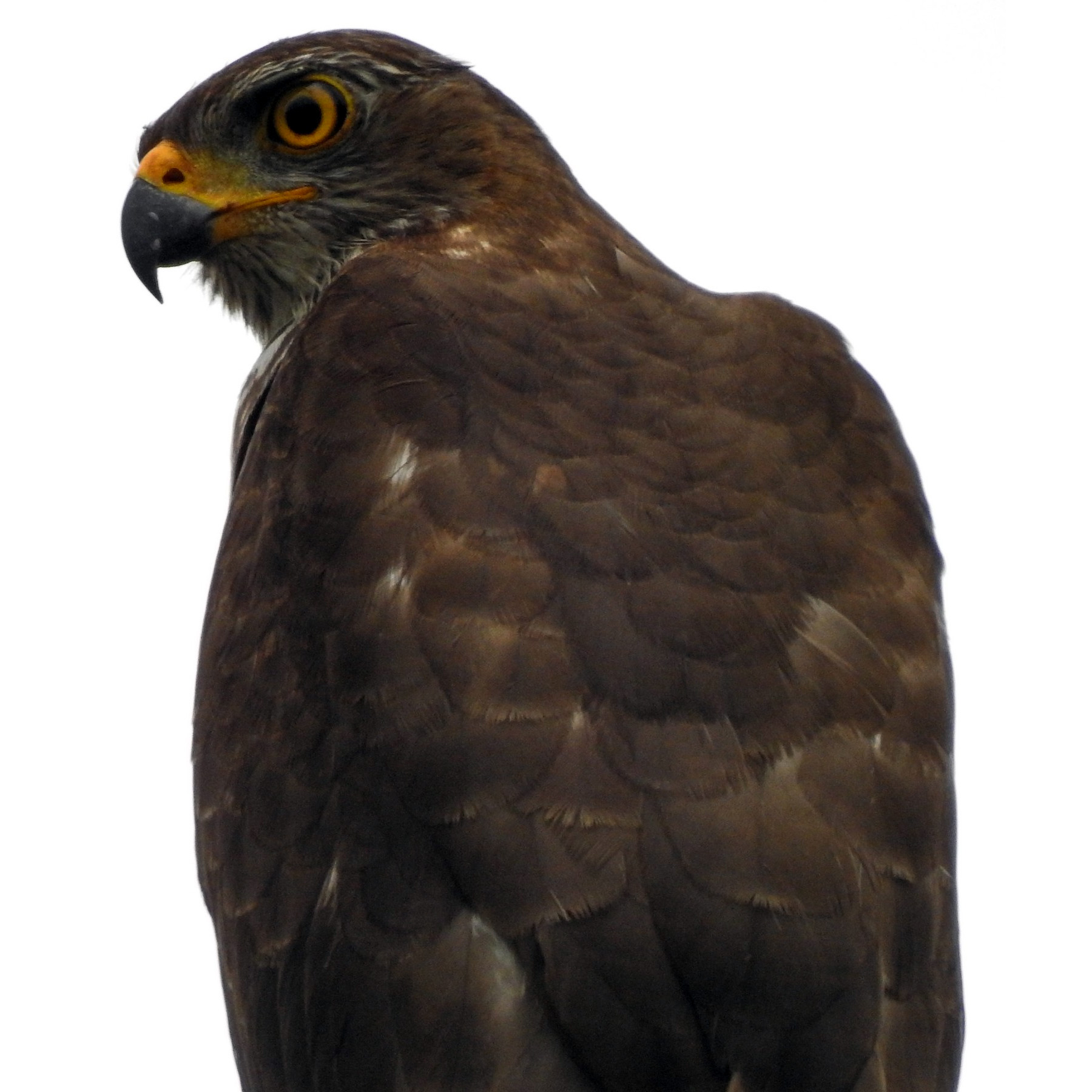 Изменчивый ястреб (Accipiter hiogaster) Фото №10