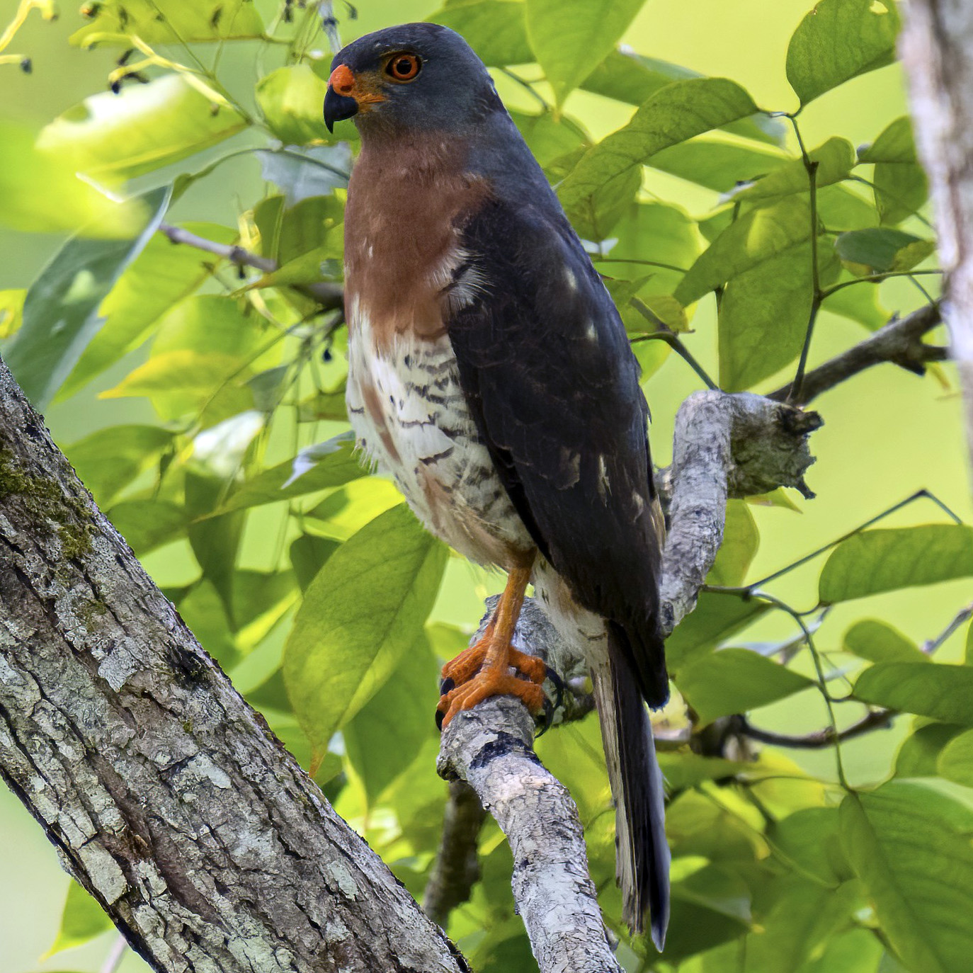 Изменчивый ястреб (Accipiter hiogaster) Фото №2