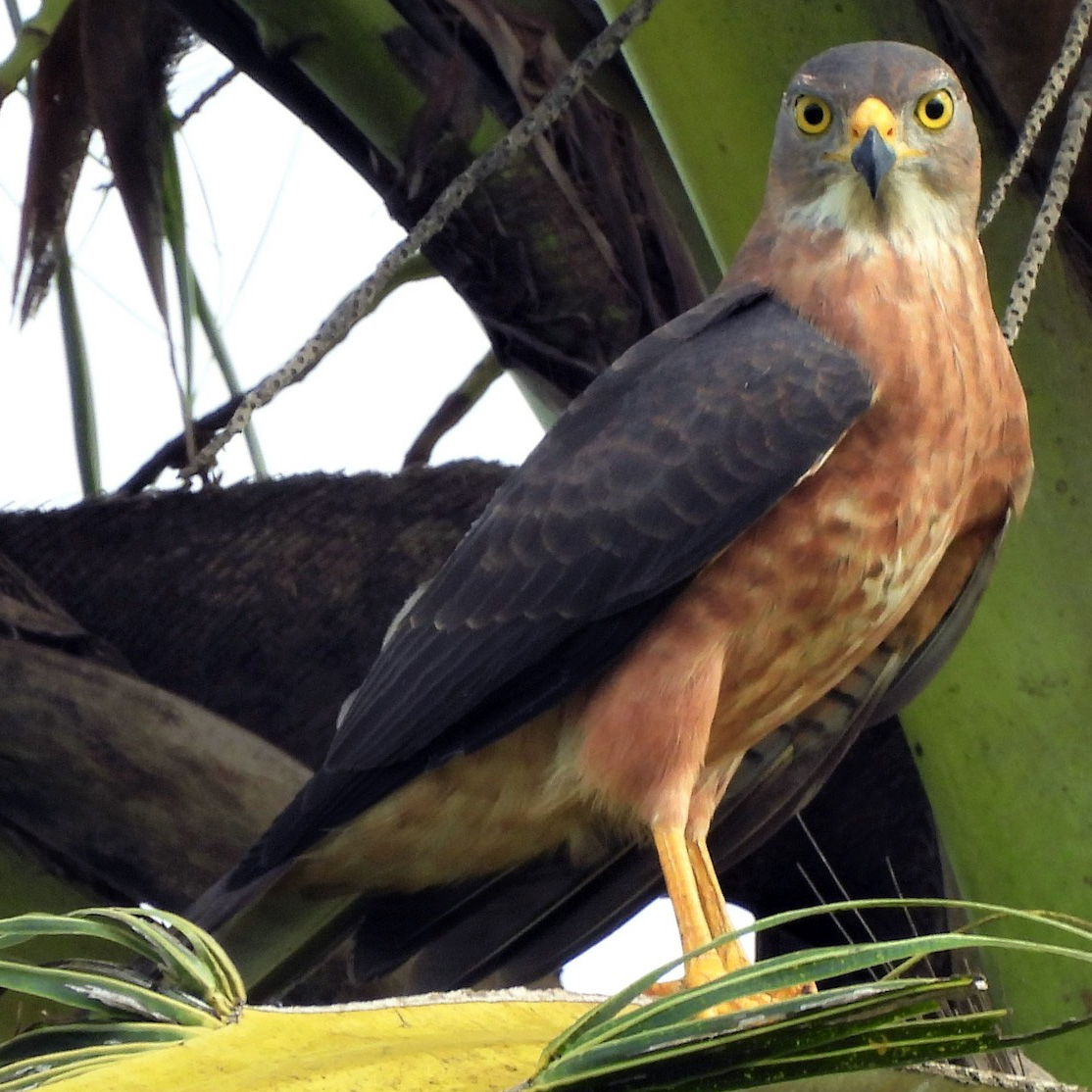Изменчивый ястреб (Accipiter hiogaster) Фото №3